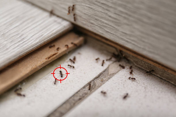 Best Wasp Removal Services  in Georgetown, OH