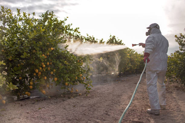 Wasp Removal Services in Georgetown, OH