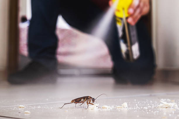 Best Flea Control Services  in Georgetown, OH