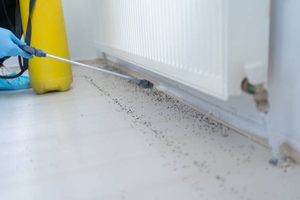 Best Flea Control Services  in Georgetown, OH