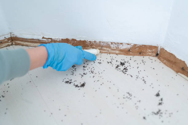 Best Affordable Pest Control Services  in Georgetown, OH