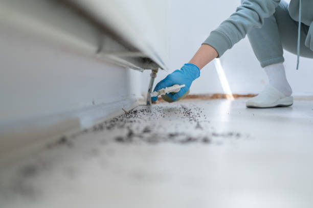 Best Termite Control Services  in Georgetown, OH